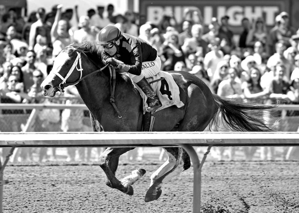 Photo courtesy Emerald Downs                                Barkley is the top local hopeful in Sundays Longacres Mile at Emerald Downs.