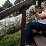 The biggest goat on the farm, Chick, visits with Elaine Wilson as she and husband Dale sit outside the wool shop on the steps Thursday. (Dan Bates / The Herald)