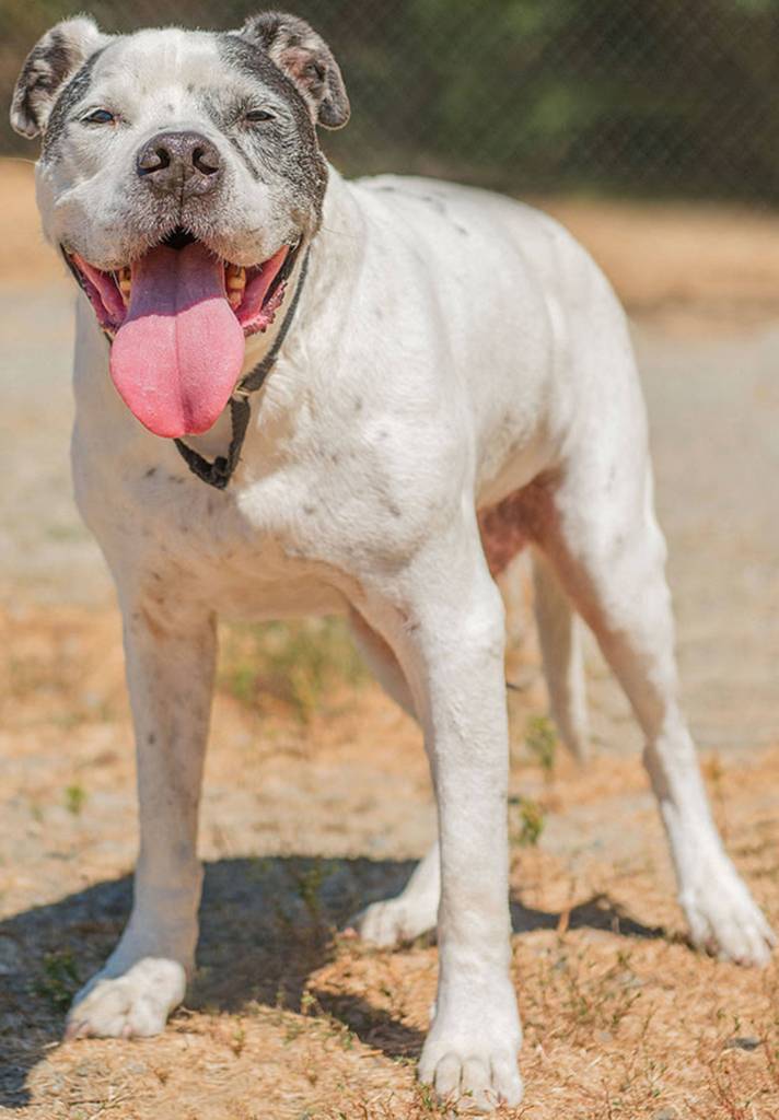 Joey is a very nice senior dog looking for his retirement home. He has received a much needed dental here and has current bloodwork. He will need a meet and greet with any resident dogs and we are not sure how he is with cats. Joey enjoys going for slow walks and hanging out with people. His new home should not have many stairs as he is a bit arthritic in the back end. Please make sure you are financially secure for veterinary care as Joey is senior dog and will need more frequent visits. (Curt Story/Everett Animal Shelter)