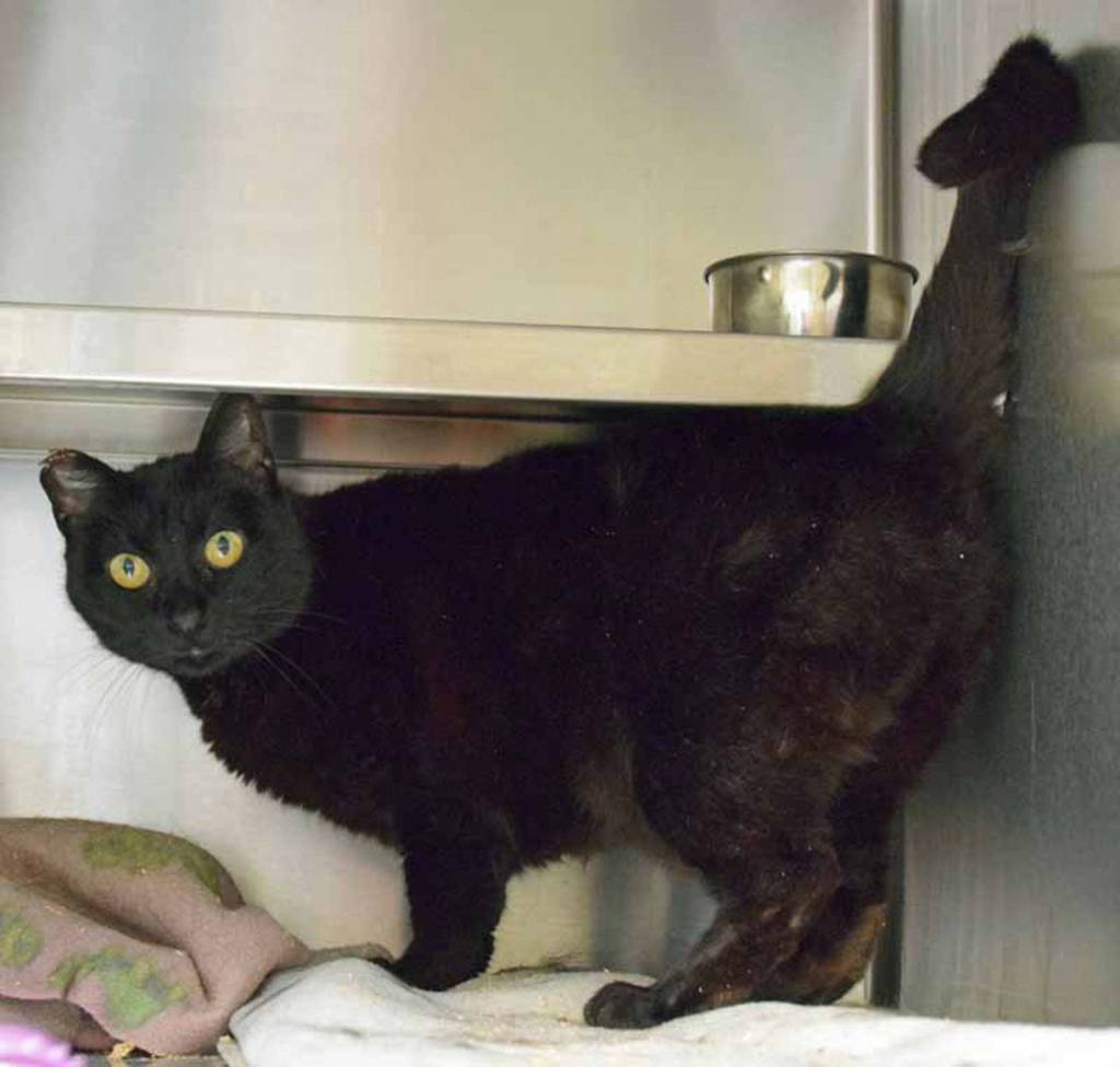 Macy is a sweet young adult who is ready to find her family. She likes a calm environment and is very fond of having her cheeks rubbed. (Arleigh Movitz/Everett Animal Shelter)