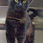 Rally is a lovely, good natured spayed female. She seems to like cuddling into warm cat beds and blankets. She has a playful side, too. Take her home and discover which toys she likes best! (Arleigh Movitz/Everett Animal Shelter)