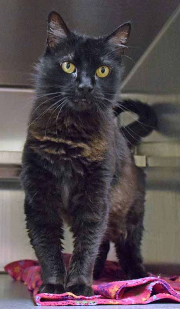 Rally is a lovely, good natured spayed female. She seems to like cuddling into warm cat beds and blankets. She has a playful side, too. Take her home and discover which toys she likes best! (Arleigh Movitz/Everett Animal Shelter)