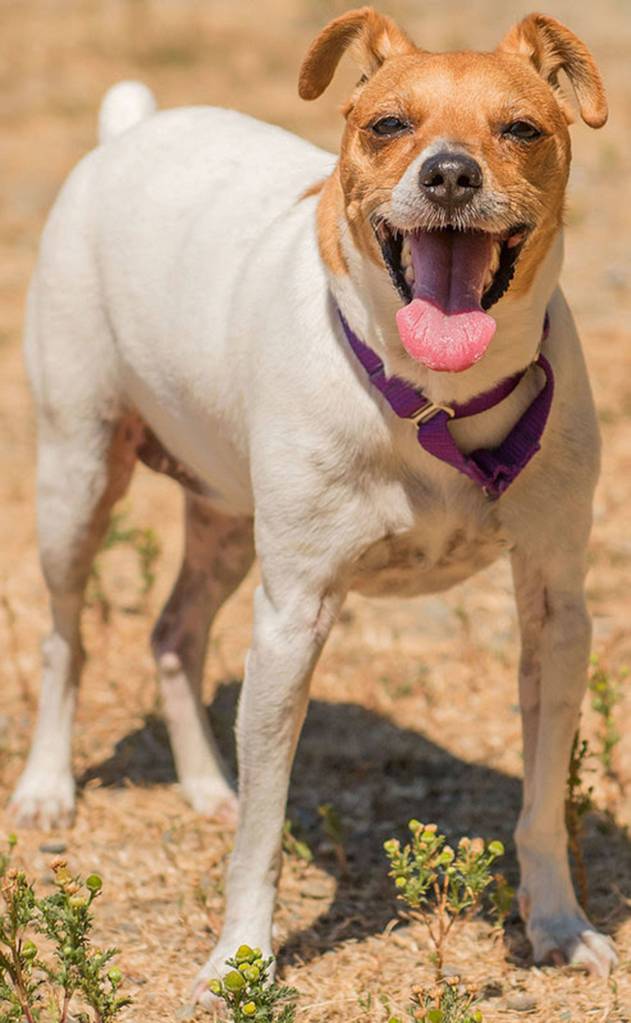 Turbo is sure a happy dog! He will need a meet and greet with any resident dogs and proper introductions with cats. Turbo loves going for walks and running in a fenced yard. (Curt Story/Everett Animal Shelter)