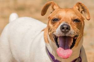 Turbo the dog and Bluey the cat and others need homes