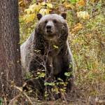 This undated photo shows a sow grizzly bear spotted near Camas in northwestern Montana. (Montana Fish, Wildlife and Parks via AP, File)