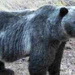 New study confirms historical presence of grizzlies in Washington