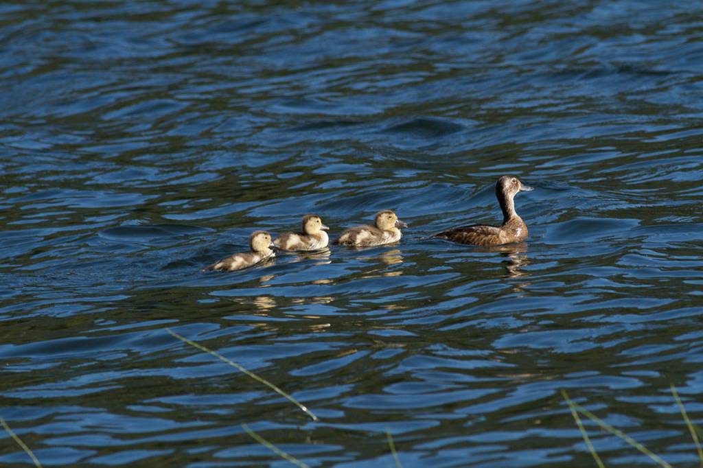 Ducklings follow a parent along the lakeshore. Leech Lake attracts wildlife, including otter and elk. (Mike Benbow photo)