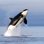 An endangered southern resident female orca leaps from the water in January 2014, while breaching in Puget Sound, west of Seattle. (AP Photo/Elaine Thompson, File)
