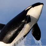 Death watch for killer whales?
