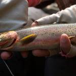 A nice cutthroat is displayed before its release back into the lake. (Mike Benbow photo)