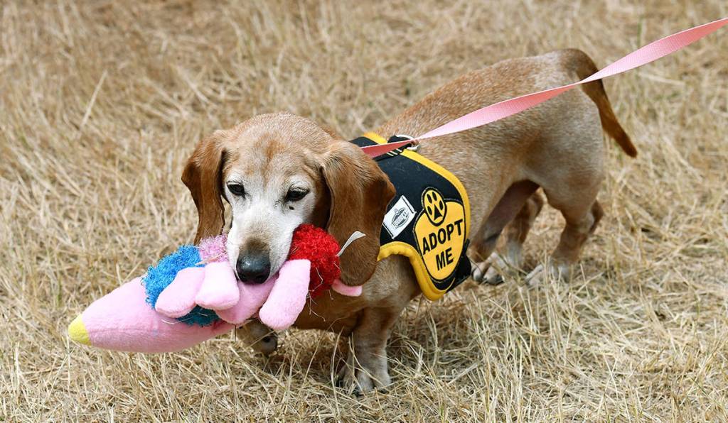 Fritz, a dachshund, was one of the senior dogs adopted at the Mutt Strut event, held Aug. 11 at Langus Riverfront Park in Everett. (Contributed photo)
