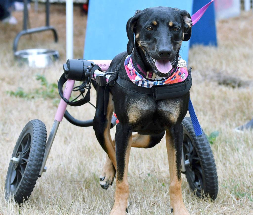 Noodle made a celebrity appearance at Mutt Strut, held Aug. 11 at Langus RIverfront Park in Everett. The dog uses a special cart to help with mobility issues in her hind legs. She earned Internet fame in 2017 when she was dropped off as a puppy at Everett Animal Shelter and given her first set of wheels. (Contributed photo)