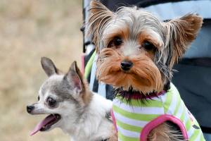 Mutts strut their stuff at annual day for dogs in Everett