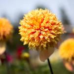 Sandia Brocade, an anemone dahlia. (Andy Bronson / The Herald)