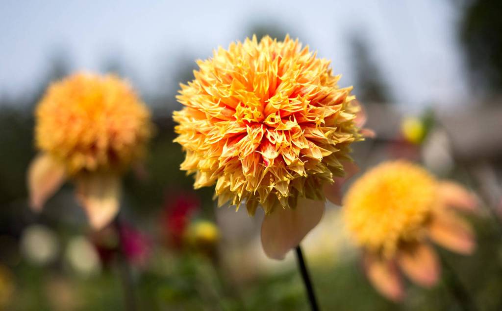 Sandia Brocade, an anemone dahlia. (Andy Bronson / The Herald)
