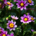 Snohomish County Dahlia Society president Alli Richards grew this mignon single, a Kelsey dwarf dahlia, at her home in Everett. The Snohomish County Dahlia Show is this weekend. (Andy Bronson / The Herald)