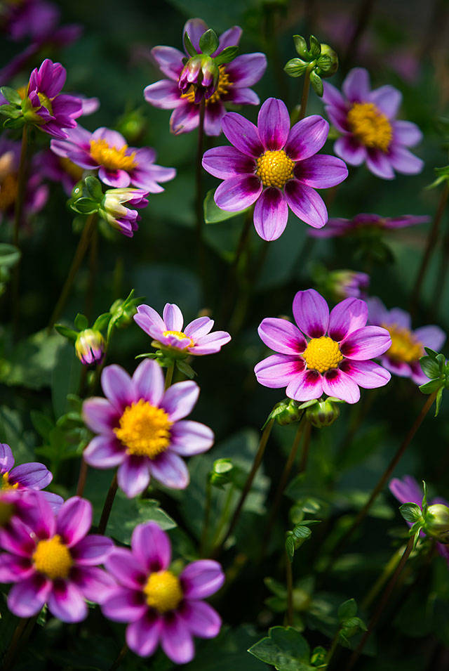 Snohomish County Dahlia Society president Alli Richards grew this mignon single, a Kelsey dwarf dahlia, at her home in Everett. The Snohomish County Dahlia Show is this weekend. (Andy Bronson / The Herald)