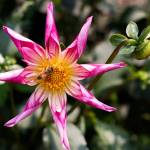 A bee looks for pollen in the center of an orchette dahlia, commonly called Fancy Pants, at the home of Snohomish County Dahlia Societys president Alli Richards on Thursday, Aug. 16 in Everett. The Snohomish County Dahlia Show is this weekend. (Andy Bronson / The Herald)