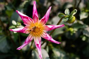 A bee looks for pollen in the center of an orchette dahlia, commonly called Fancy Pants, at the home of Snohomish County Dahlia Societys president Alli Richards on Thursday, Aug. 16 in Everett. The Snohomish County Dahlia Show is this weekend. (Andy Bronson / The Herald)