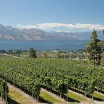 Okanagan Lake dominates the landscape of British Columbias Okanagan Valley. (Photo courtesy Wines of British Columbia)