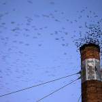 In this Sept. 23, 2016 photo, migratory Vauxs swifts are a blur as they race to roost for the night inside a large, brick chimney at Chapman Elementary School in Portland, Oregon. Numbers of Vauxs swifts are in decline, in part scientists say because of the destruction of the brick chimneys that they use to roost during their annual fall migration. (Don Ryan/AP file)