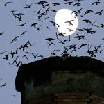 The moon is visible in the background as a multitude of migratory Vauxs swifts flock to roost for the night inside a brick chimney at Chapman Elementary School in Portland, Oregon, on Sept. 13, 2016. (Don Ryan/AP file)