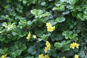 Great Plant Pick: Waldsteinia ternata, barren strawberry
