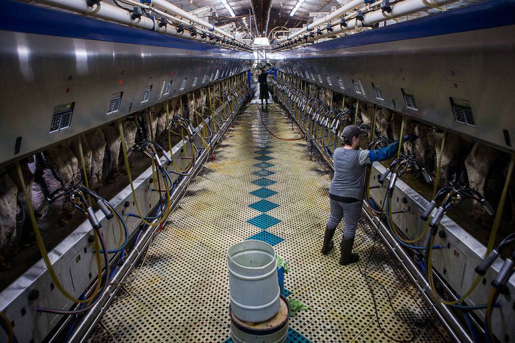 Workers clean and check the milking machines at the Bartelheimer farm. (Olivia Vanni / The Herald)