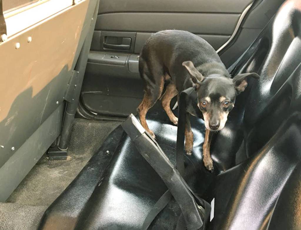 Marysville police officers rescued a dog from a car with an interior temperature of 103 degrees Tuesday afternoon. (Marysville Police Department)
