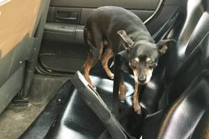 Dog was sweltering in car when police broke glass to save it