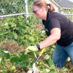 Sequoia HIgh School Principal Kelly Shepherd clears invasive plants from the grounds of the Everett Boys and Girls Club as part of an Everett School District service project in August. (Contributed photo)