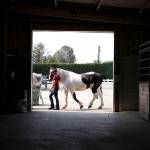 A handler walks her charge past the stables at last years Evergreen State Fair Sunday in Monroe. This year the fair is Aug. 23 to Sept. 3. (Kevin Clark / The Herald)