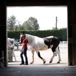 A handler walks her charge past the stables at last years Evergreen State Fair Sunday in Monroe. This year the fair is Aug. 23 to Sept. 3. (Kevin Clark / The Herald)
