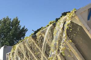 Wine lovers’ thirst for sauvignon blanc continues to grow here