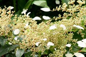 Great Plant Pick: Schizophragma hydrangeoides “Moonlight,” Japanese hydrangea vine