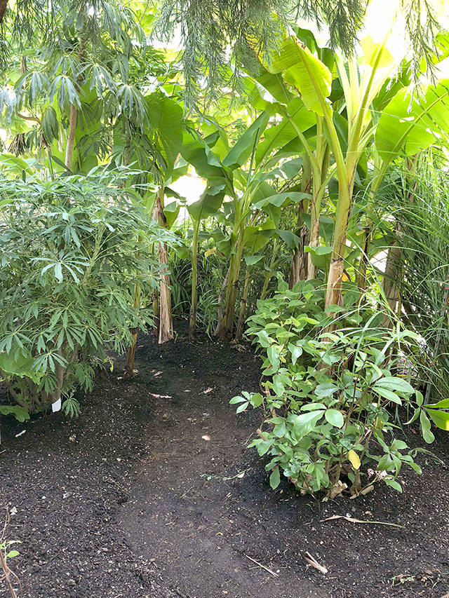 Steve Smith carved a secret path through his lush jungle-like garden. (Contributed photo)