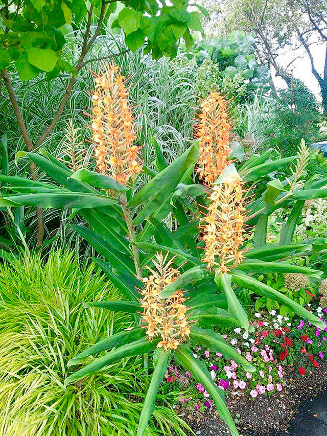 Steve Smiths tropical-looking garden is 700 square feet. (Contributed photo)
