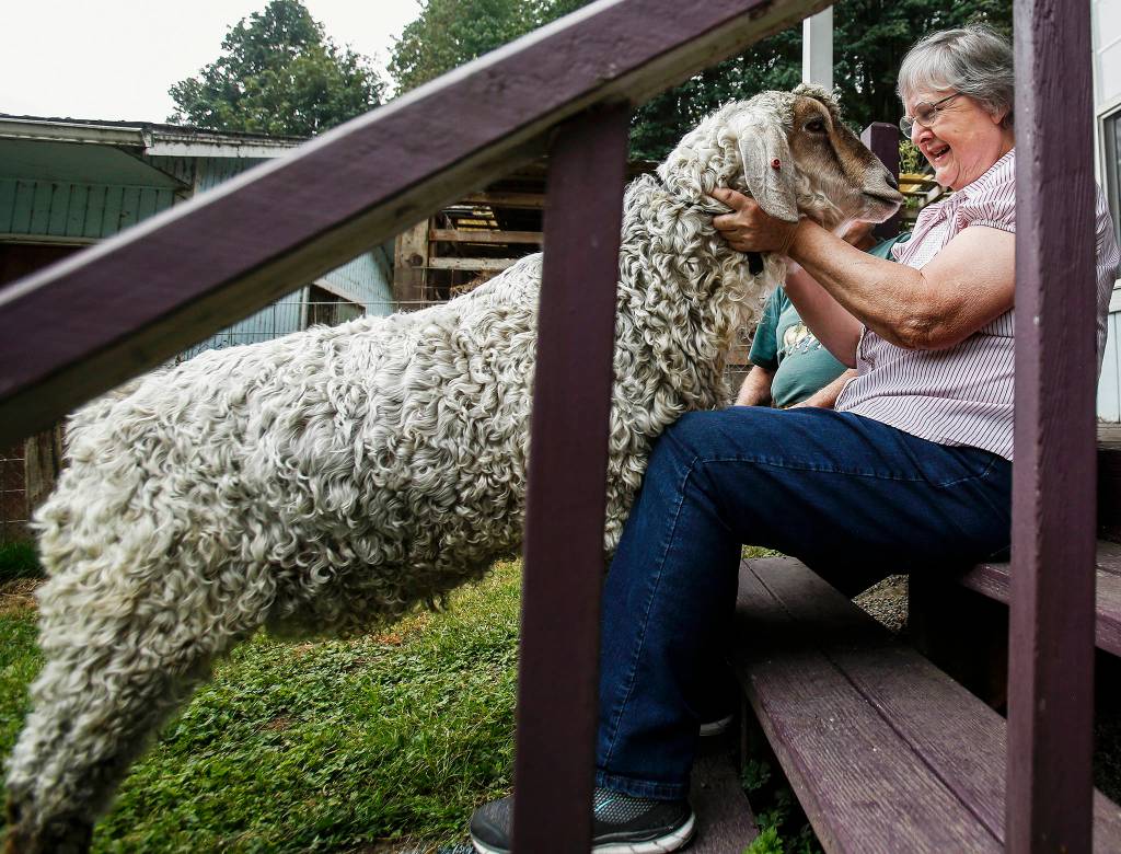 Chick visits with Elaine Wilson outside the wool shop at <a href="https://www.heraldnet.com/news/the-face-of-the-fair-has-wild-and-woolly-friends-on-her-farm/" target="_blank">Glen Gyle Farm</a> in the Lowell area of Everett. Dan Bates / The Herald)