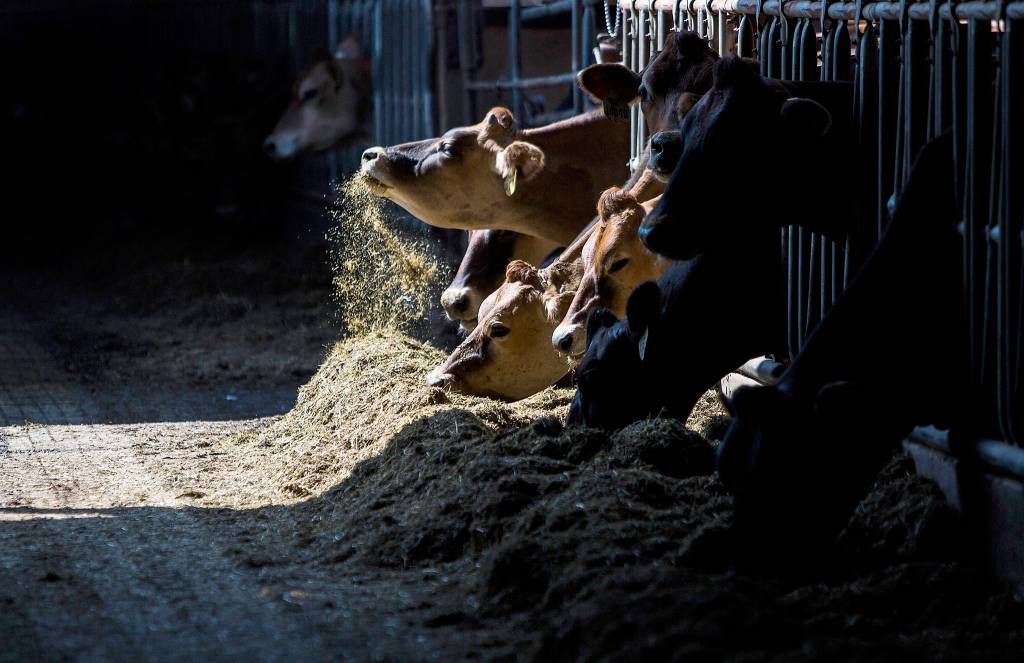 A cow enjoys its food in the sun the <a href="https://www.heraldnet.com/news/farm-family-discovers-the-legacy-of-that-first-40-acres/" target="_blank">Bartelheimers farm</a> on Aug. 17 in Snohomish. (Olivia Vanni / The Herald)
