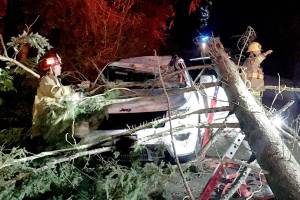 Firefighters free driver after tree crushes roof of SUV