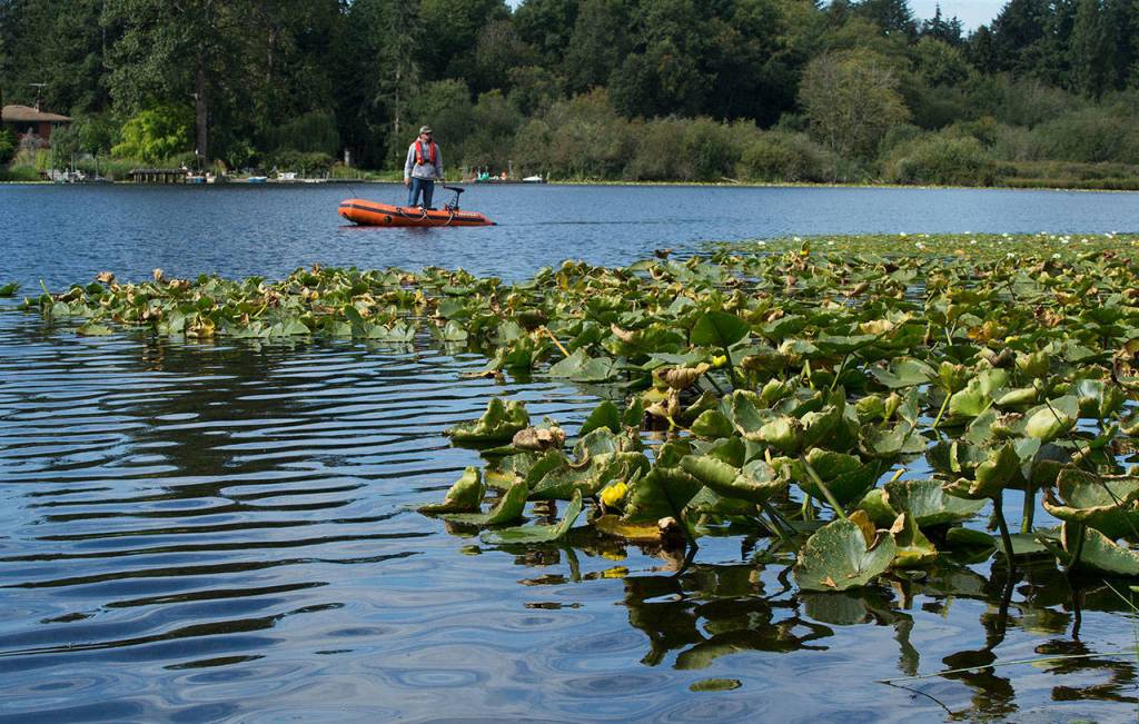 A fisherman trolls near lily pads, where a mans body was found in Lake Stickney on June 11, 1994, in Everett. (Andy Bronson / The Herald)