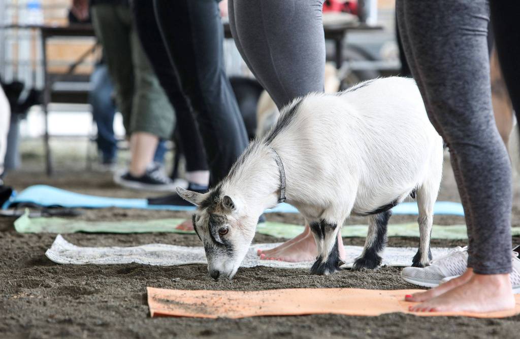 The pygmy goats that participated in the yoga class belonged to Grace Meyer, who was showing goats for the seventh year at the fair. (Lizz Giordano / The Herald)