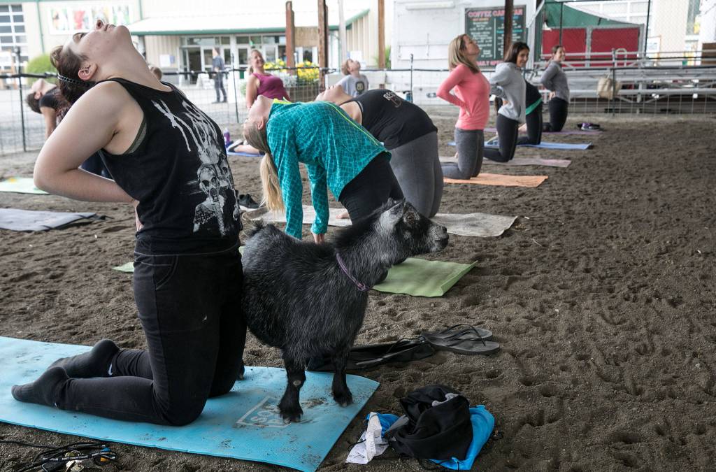 Sadie Hannah (left) couldnt resist the challenge, but was really there for the goats. (Lizz Giordano / The Herald)