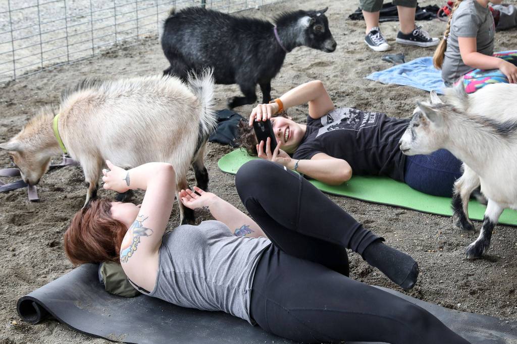 The goats eventually warmed up to the yogis and got up-close and personal with many. (Lizz Giordano / The Herald)