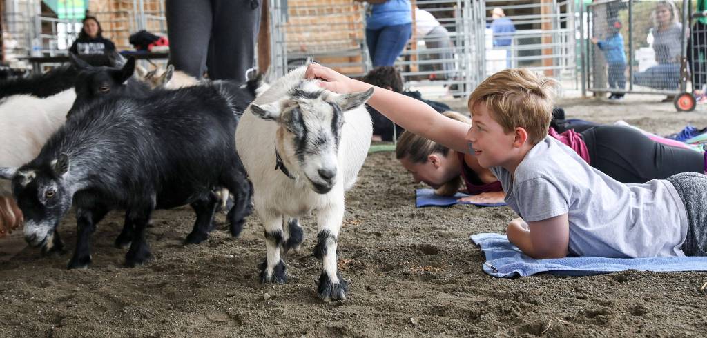 Ciaran Dewing reaches out for a pet during goat yoga at the Evergreen State Fair. (Lizz Giordano / The Herald)