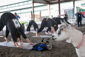 It really happened at the fair: Humans posed, goats chewed