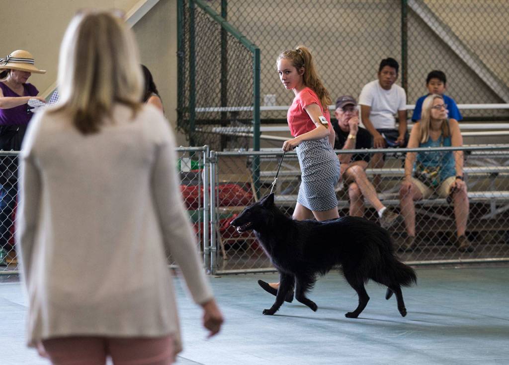 A young girl eyes the judges as she leads her dog during competition on the last day of the Evergreen State Fair on Monday in Monroe. (Andy Bronson / The Herald)