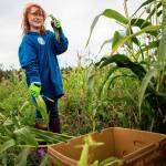 Marley Culp, 8, gathers corn during the annual Community Harvest and Hustle on Ebey Island on Sept. 7 in Everett. (Olivia Vanni / The Herald)
