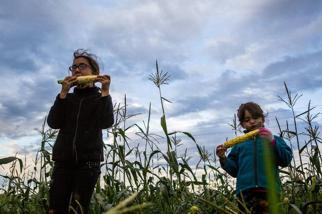 Avery Corradi, 9, and Emma Corradi, 4, eat corn during the annual Community Harvest and Hustle on Ebey Island on Sept. 7 in Everett. (Olivia Vanni / The Herald)