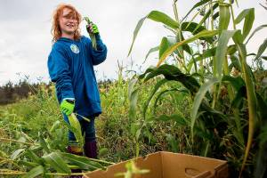 Ebey Island corn harvest to feed families around Washington